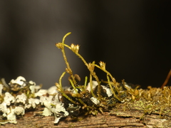 Cryphaea glomerata