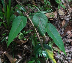 Angiospermae