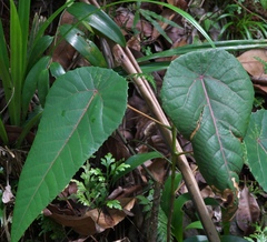 Angiospermae