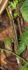 Angiospermae