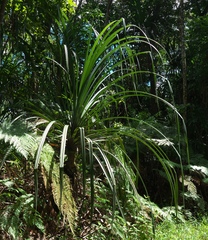 Angiospermae