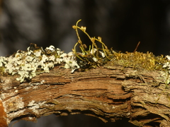 Cryphaea glomerata