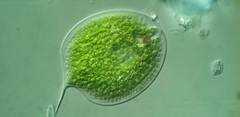 Phacus gigas