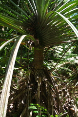 Angiospermae