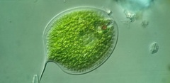 Phacus gigas