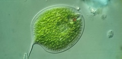 Phacus gigas