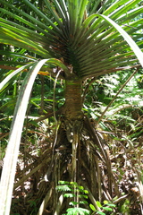 Angiospermae