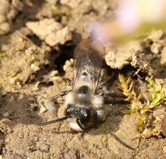 Melandrena