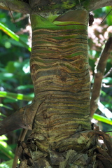 Angiospermae