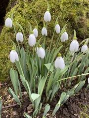 Galanthus