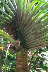 Angiospermae