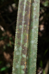 Angiospermae