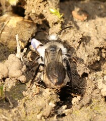 Melandrena