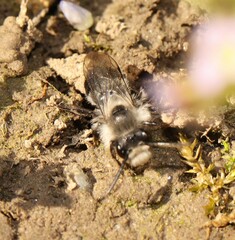 Melandrena