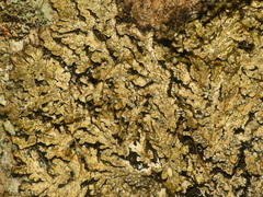 Physconia leucoleiptes