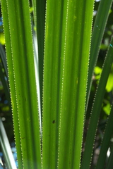 Angiospermae