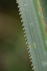 Angiospermae
