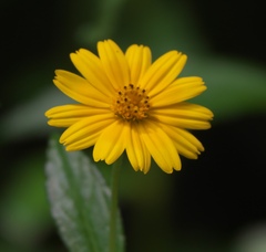 Sphagneticola trilobata