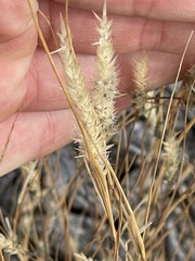 Enneapogon desvauxii