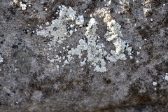 Lepraria normandinoides