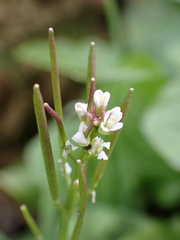 Cardamine
