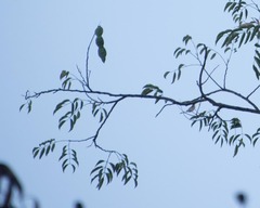 Lonchocarpus punctatus