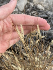 Enneapogon desvauxii