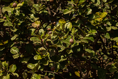 Neocarya macrophylla image