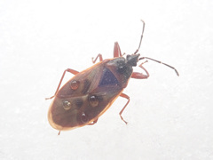 Gastrodes abietum