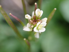Cardamine