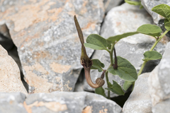 Aristolochia parvifolia