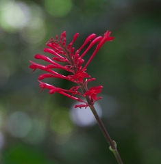 Angiospermae