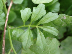Cardamine