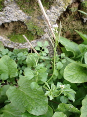 Cardamine