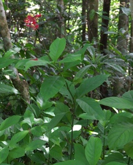 Angiospermae