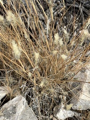 Enneapogon desvauxii