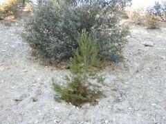 Quercus rotundifolia