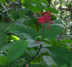 Angiospermae