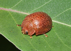 Paropsis affinis