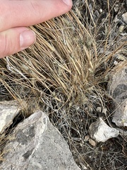 Enneapogon desvauxii