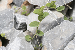 Aristolochia parvifolia