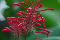 Angiospermae