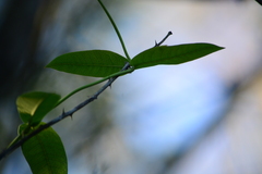 Rhabdadenia