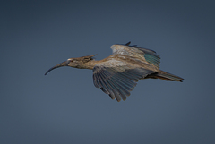 Theristicus caerulescens