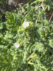 Phacelia ixodes