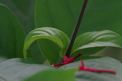 Angiospermae