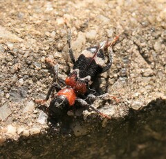 Thanasimus formicarius