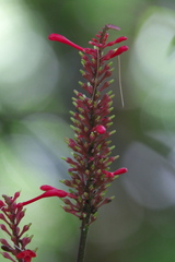 Angiospermae