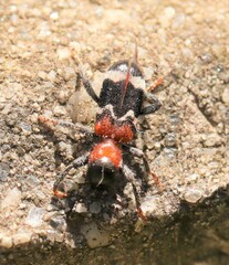 Thanasimus formicarius