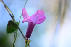 Rhabdadenia